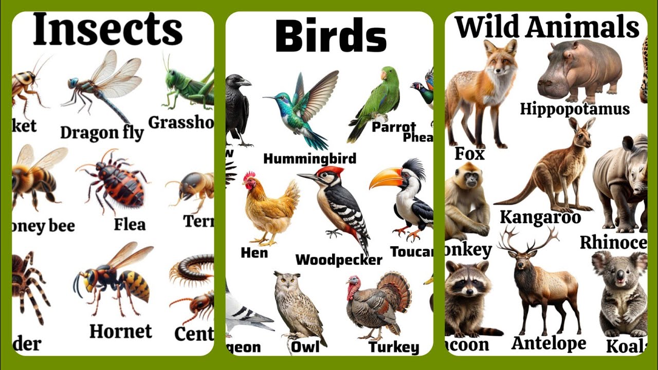 Insects birds and animals || list of insects birds and animals - YouTube