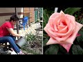 Чем подкормить розы весной Чем опрыскать розы  от болезней
