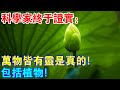 科學家終於證實：萬物皆有靈是真的！植物也有感知和思維能力！吃素也算殺生了嗎？