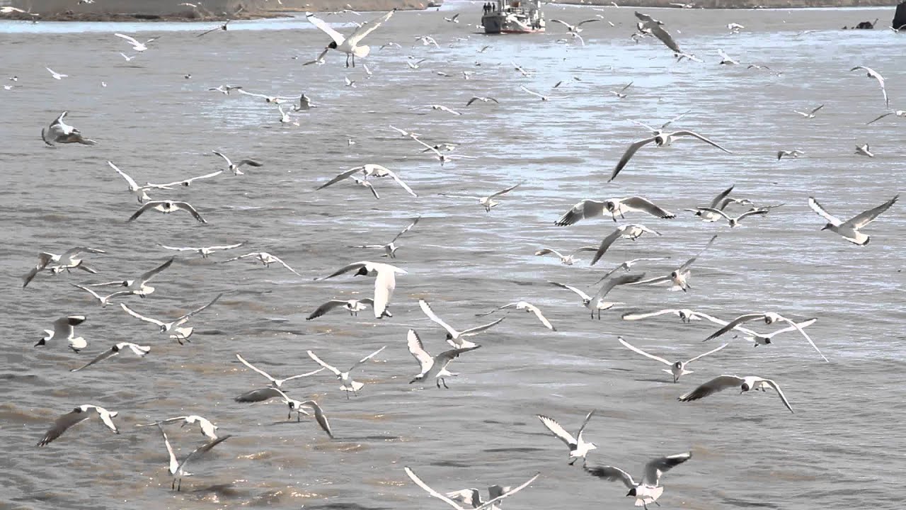 Чайки Видео Рахим Койлыбаев Атырау - YouTube