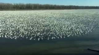 A million geese at Desoto Bend March 2018