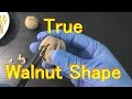 True walnut shape