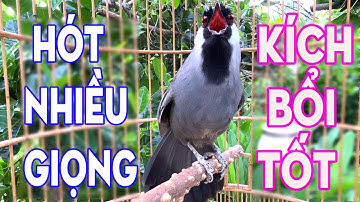 💫Khướu Hót GIỌNG RẤT HAY- NHIỀU GIỌNG.giọng rừng kích khướu bổi luyện khướu bổi hót căng lửa.khuou