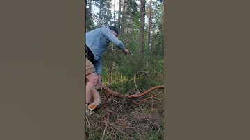 cutting tree #cutting #tree #asmr