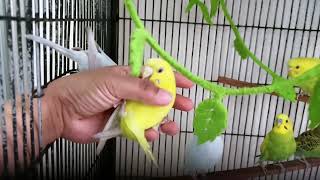 Tweeties On A Rainy Day