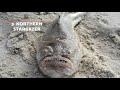 Middle of video