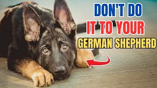 9 critical things that you must never do to your German Shepherd