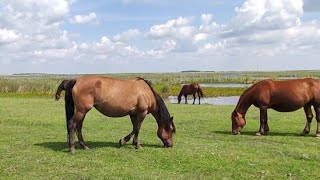 БАШКИРСКАЯ ЛОШАДЬ, ЗОЛОТОЙ МУСТАНГ.