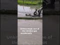 Funny Accident Kid Gets Caught by the Plow While Playing! #youtubeshorts #shortvideo