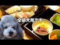 🐶愛犬と泊まれる宿で、生まれて初めてのお寿司を食べる犬【トイプードル】