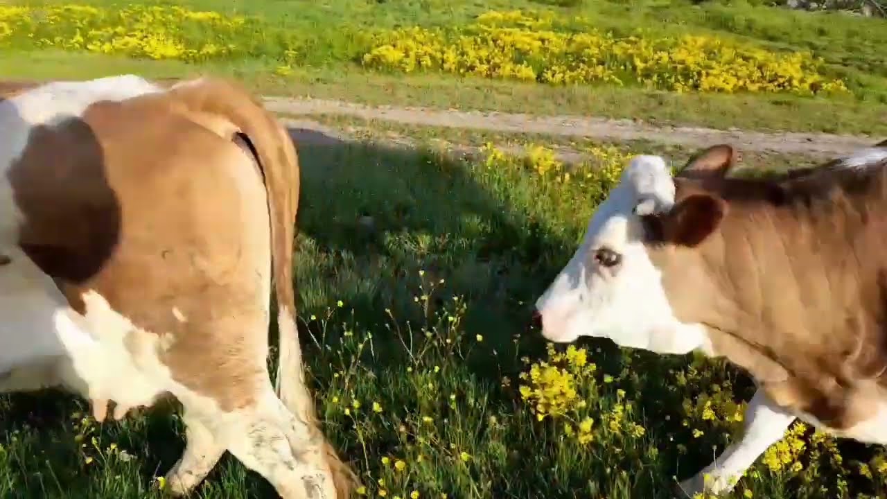Kapaklı köyü yaylası Vezirköprü Samsun