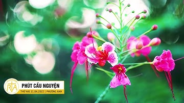 Phút Cầu Nguyện, Thứ Hai 11/04/2022: Phép Tính Cuộc Đời