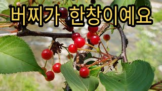 삼막맛거리촌 영상