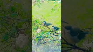 Mommy sparrow feeding her chick @ our frontyard
