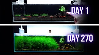 MONTHS LATER this NEOCARIDINA AQUARIUM is a MOSS JUNGLE (MAINTENANCE SESSION) | BREEDING FOR PROFIT