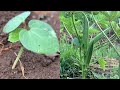 Okra simple from growing to harvest