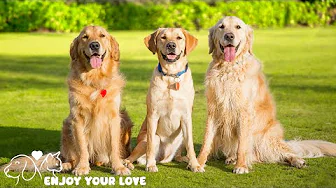 Anti-Anxiety Music for Dogs 🐶💖 Relaxing Sounds for Stress-Free Pets 🎵