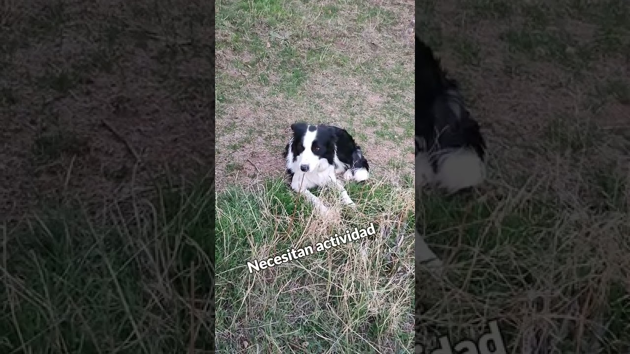 O Pastor Inglês é O Mais Inteligente Do Mundo. Collie Da Fronteira Marrom  No Treinamento De Serviço De Pastoreio Fica Feliz Sob a Imagem de Stock -  Imagem de amizade, animais: 215435891