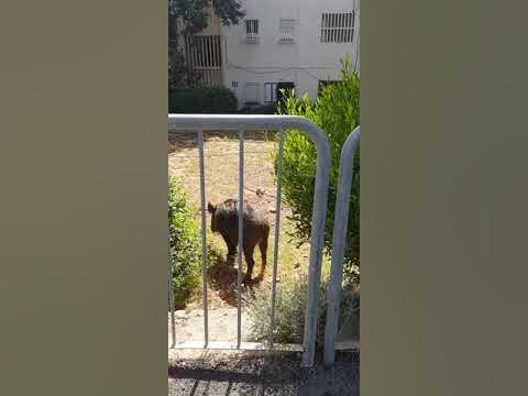 Дикие кабаны заполонили Хайфу. нашествие диких кабанов в Хайфе 😲 - YouTube
