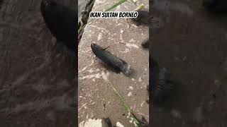 Ikan Sultan Borneo shorts nature