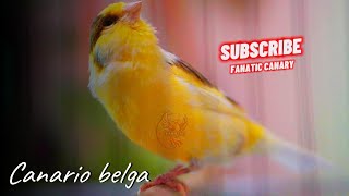 Canario Belga Cantando #190 Canto de Canário Belga para Esquentar Qualquer Canário Frio