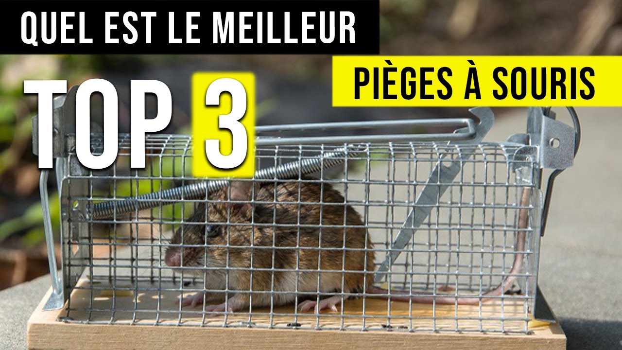 Piège à Souris Réutilisable - Appât Inclus - Lutte Antinuisible