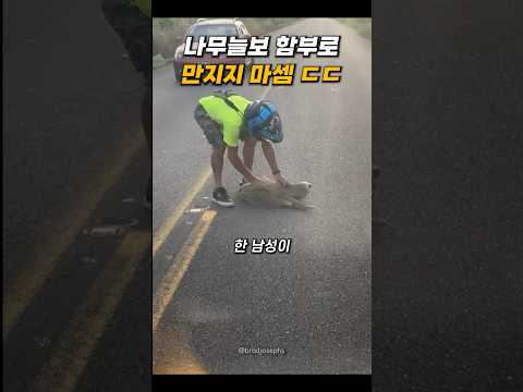 나무늘보 함부로 만지면 안되는 이유 thumbnail