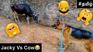 Jacky VS Cow | Funny video | Jacky the German Shepherd