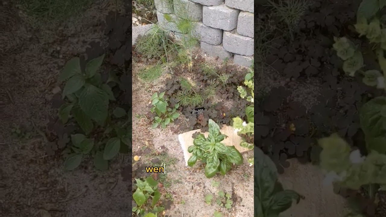 Sauerklee bekämpfen - Was wirklich hilft! 