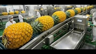 Inside a High-Tech Pineapple Processing Plant: From Fresh Pineapples to Perfect