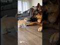 子猫 vs 大型犬🐶💥 勇気ありすぎる小さな戦士が可愛すぎる!#子猫 #大型犬 #可愛い #cutepets #kitten #puppy #catlovers #viral #shorts