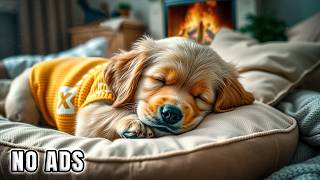 NOADS Peaceful Calm Audio For Dogs — Soft Sounds For Night Comfort screenshot 1
