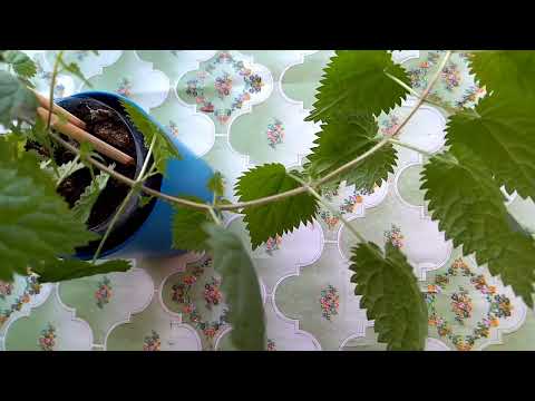 Видео: Уход и сбор зелени крапивы - Как вырастить зелень крапивы двудомной
