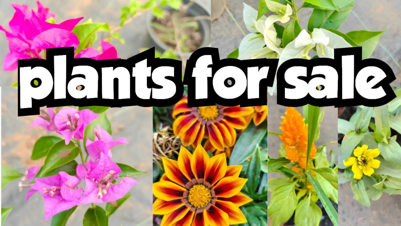 Plants for sale||sera's gardens||30-01-26
