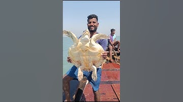 Why release turtle in sea 🤔