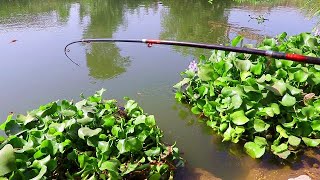 صيد السمك الكبير بالغلة fishing big fish