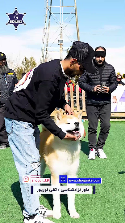 🏆 نفر دوم نژاد آکیتا نر در داگشو 2025 | با داوری بینالمللی و تخصصی! #تقی_نورپور #irandogshow
