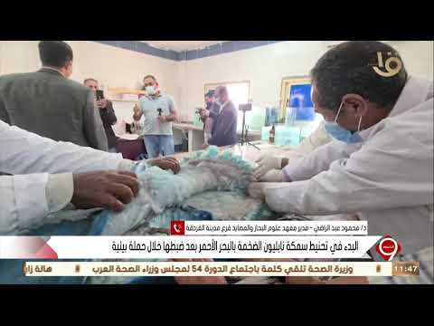 التاسعة تعرف على كيفية تحنيط سمكة نابليون الضخمة المضبوطة بالبحر الاحمر من د محمود عبد الراضي