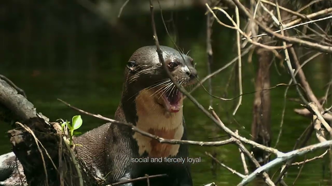 Icons of La Selva | Ecuador's Amazon Rainforest in Action