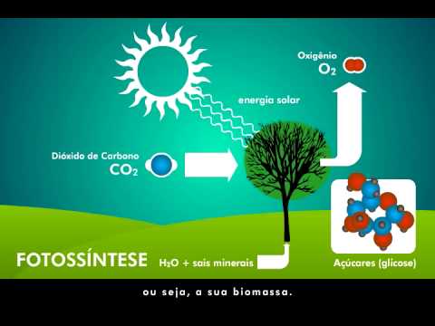 Vídeo: Por que o ciclo do carbono é importante para a vida?