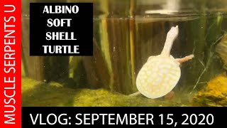 ALBINO FLORIDA SOFT SHELL TURTLES IN MINI-MONSTER POND! screenshot 3