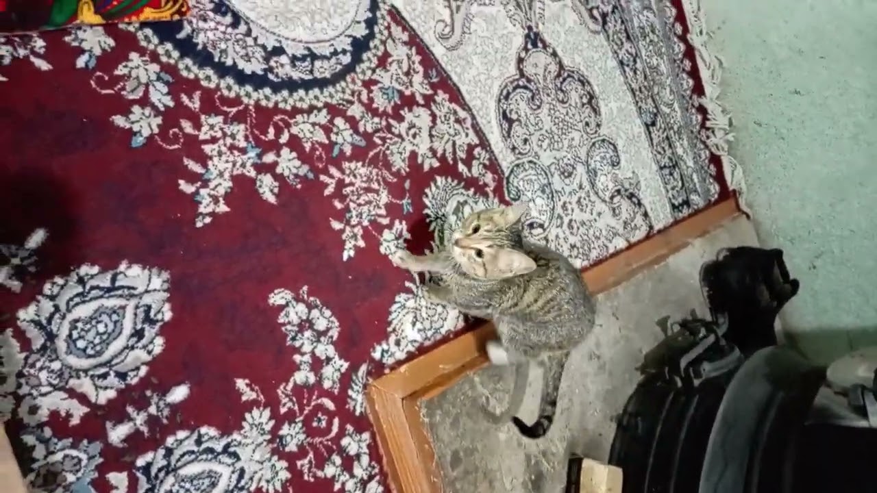 Мушик оч булди