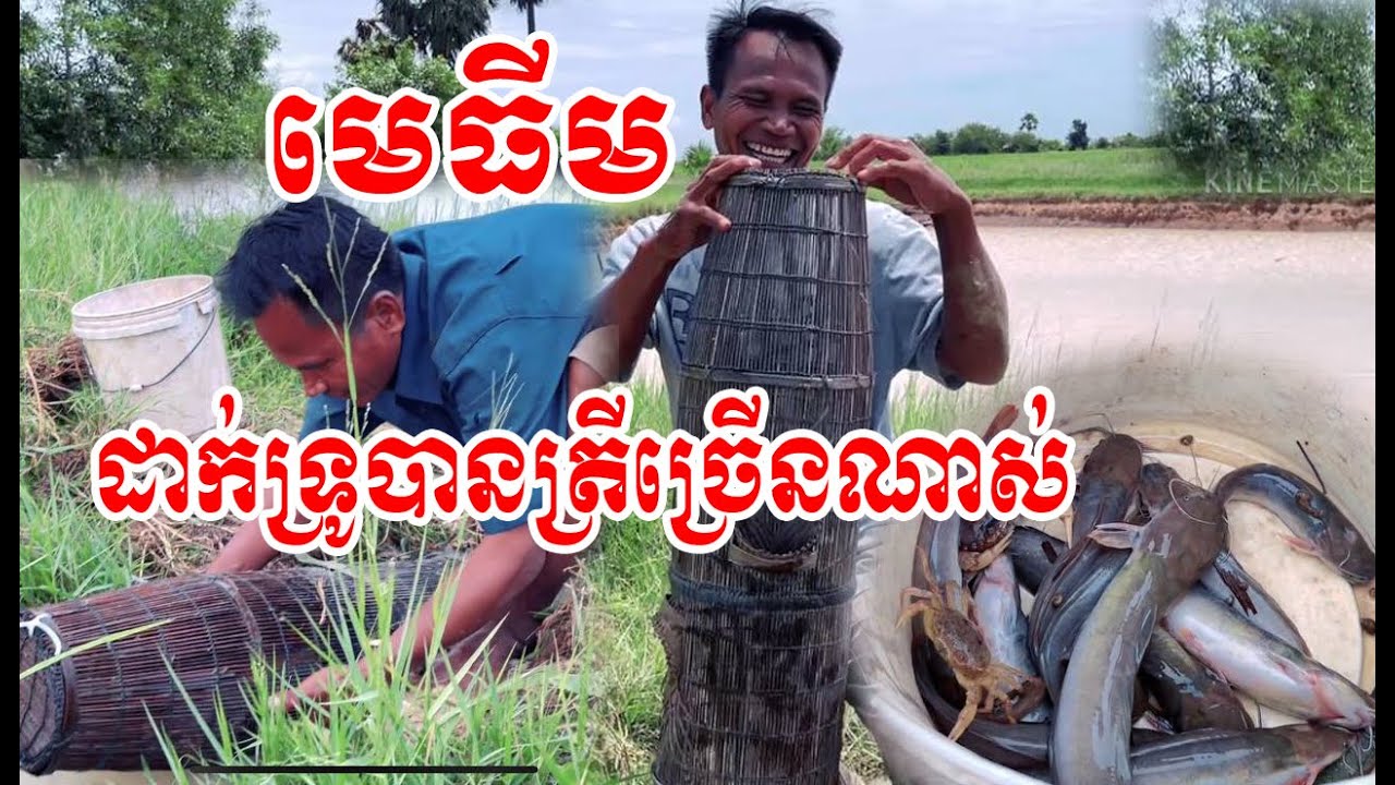 មេធីមដាក់ទ្រូបានត្រីច្រើនណាស់😁😍