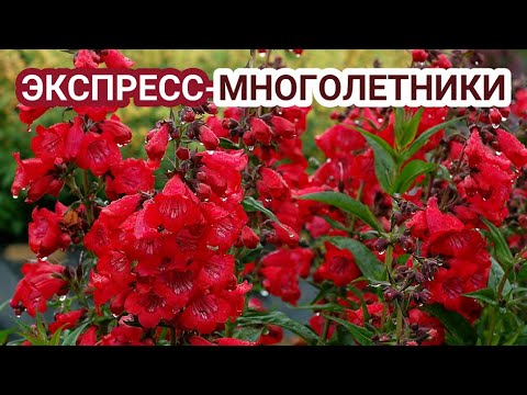 МНОГОЛЕТНИКИ,ЦВЕТУЩИЕ в ПЕРВЫЙ ГОД ПОСЛЕ ПОСАДКИ в САДУ