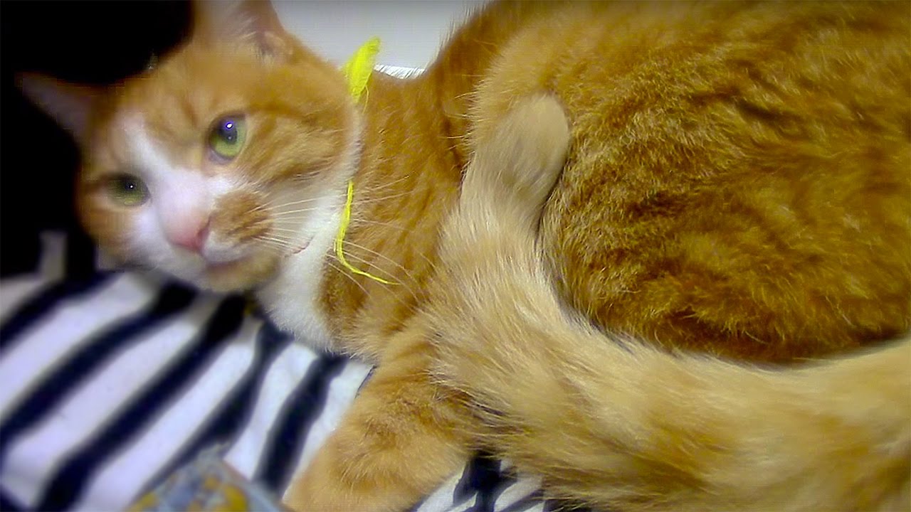 なつき度100 何度も甘えに来る 茶トラ猫 マック 面白いｘ可愛いネコ Tabby Cat Mac Fawns Repeatedly Like A Baby Youtube