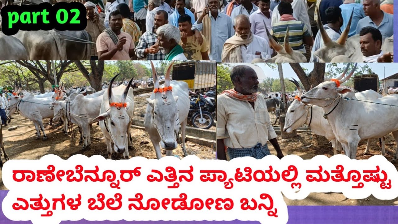 Part 02 ರಾಣೇಬೆನ್ನೂರ್ ಎತ್ತಿನ ಮಾರುಕಟ್ಟೆ || ಕೆಲವು ರೈತರ ಎತ್ತುಗಳ ಬೆಲೆ ನೋಡೋಣ ಬನ್ನಿ || ಹಾವೇರಿ ಜಿಲ್ಲೆ 