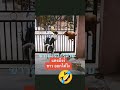 หมาดำ&amp;หมาแดง เพื่อนรัก       #ติดกระแส #pgplus #animals #funny  #คลิปสั้น