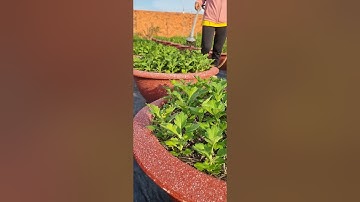 Cúc đại đóa tết 2026#ToanNguyen #music