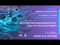 Seminario watching mechanotransduction piezo1 in cellular dynamic