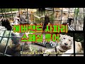에버랜드 사파리 스페셜 투어 - 일상 Vlog 백호, 호랑이, 사자, 불곰, 하이에나 Everland Safari Special Tour Tiger Lion Bear Hyena